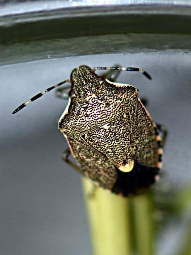 Réf. 270 487 : Holcostethus albipes